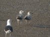 Caspian Gull at Hole Haven Creek (Steve Arlow) (161634 bytes)